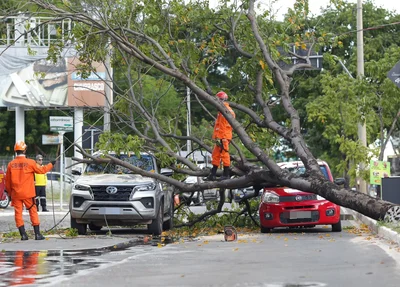 Árvore desabou na Avenida Nossa Senhora de Fátima
