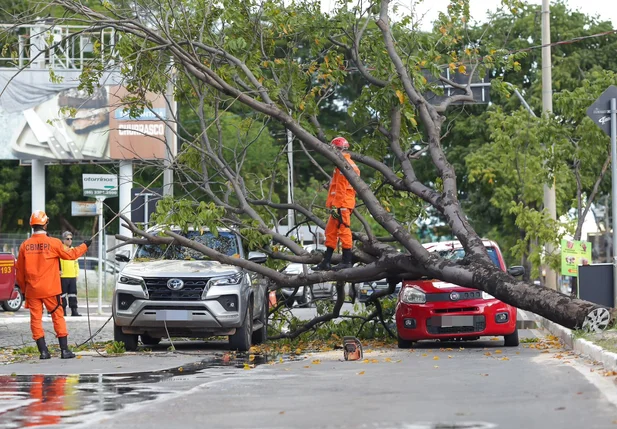 Árvore desabou na Avenida Nossa Senhora de Fátima