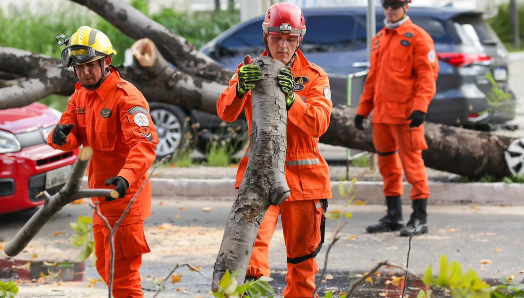Bombeiros trabalham para retirar árvore do local