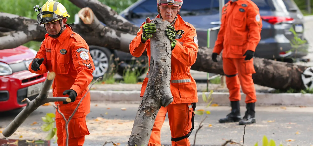 Bombeiros trabalham para retirar árvore do local