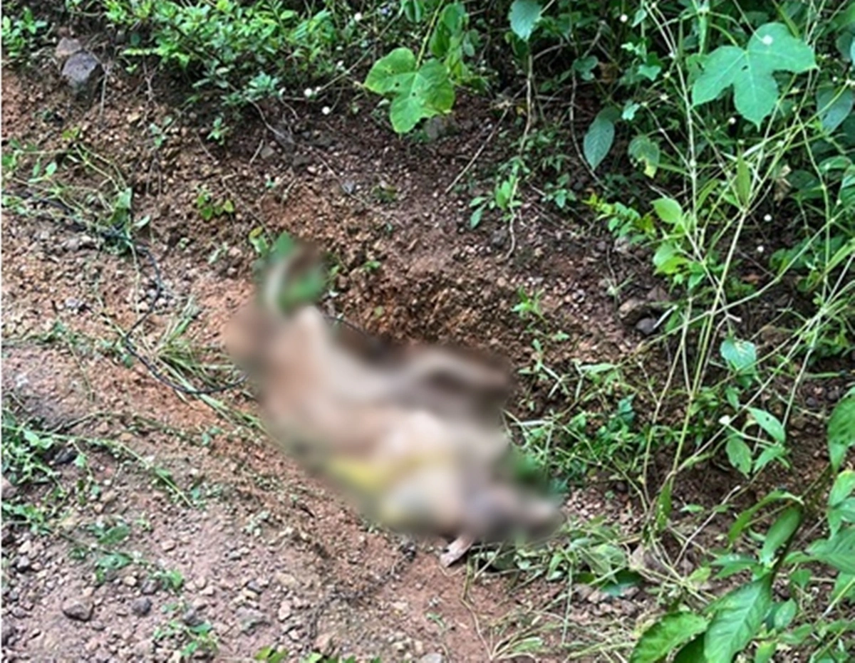 Cachorro foi encontrado em matagal com as patas acorrentadas