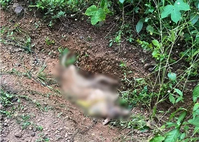 Cachorro foi encontrado em matagal com as patas acorrentadas