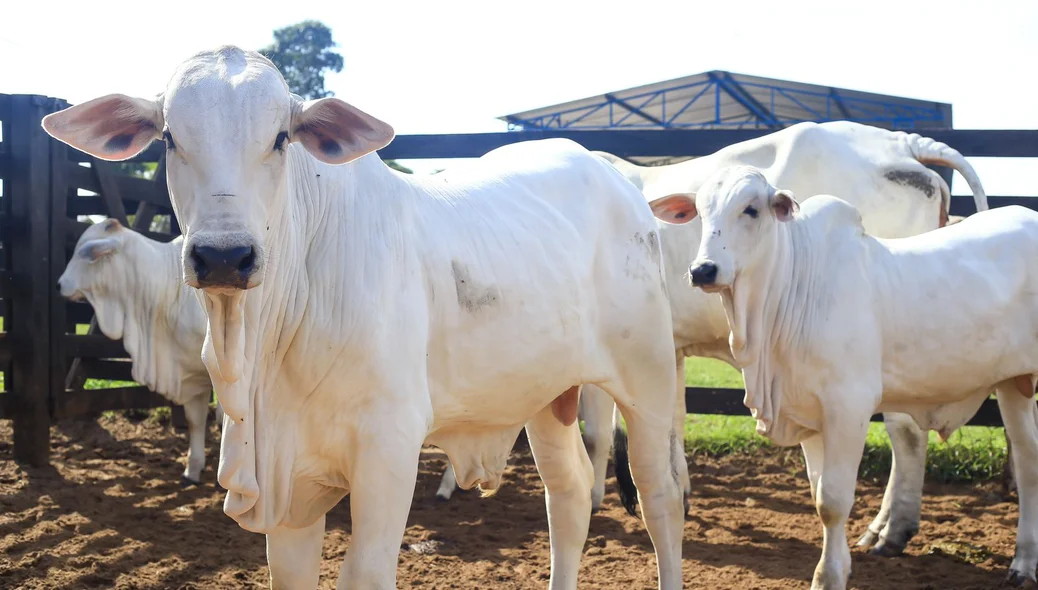 Campanha de vacinação contra a febre aftosa