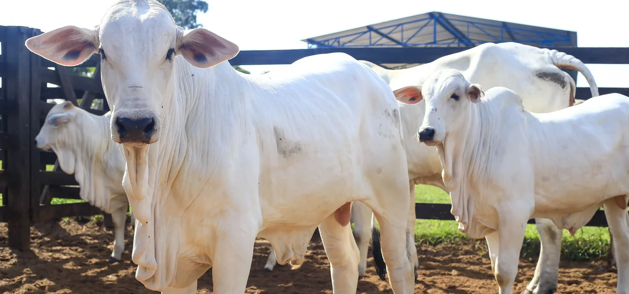 Campanha de vacinação contra a febre aftosa