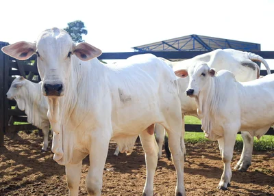 Campanha de vacinação contra a febre aftosa