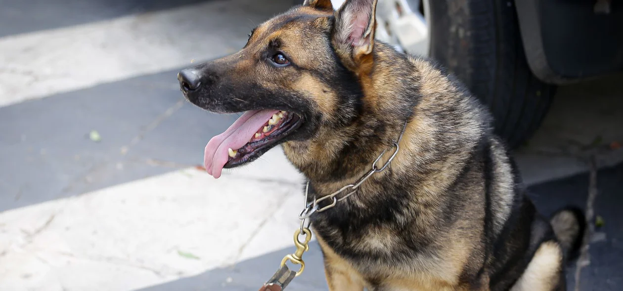 Cão da Polícia ajudou a identificar ilícitos