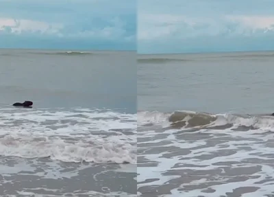 Capivara tomando banho na Praia do Coqueiro