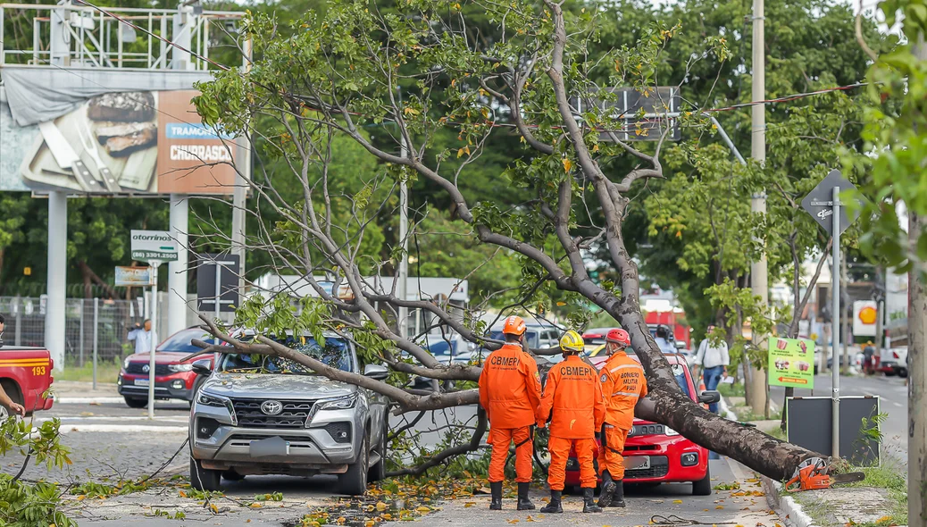 Dois carros foram atingidos pela árvore