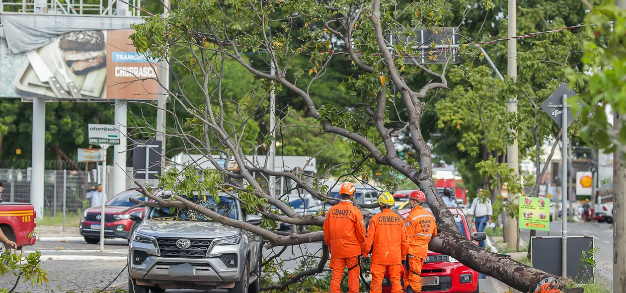 Dois carros foram atingidos pela árvore