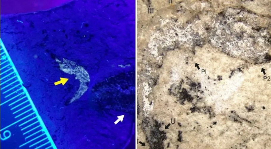 Fóssil de 90 milhões de anos descoberto no Piauí