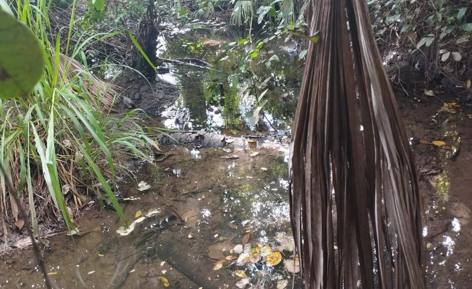 Limpeza de nascentes em Joaquim Pires