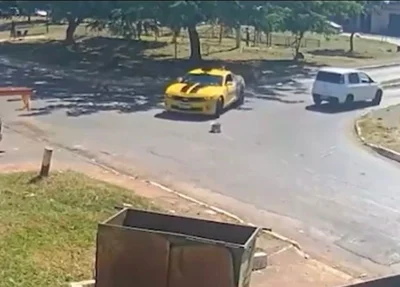 Momento em que Camaro passa por cima do animal