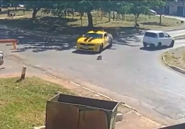 Momento em que Camaro passa por cima do animal