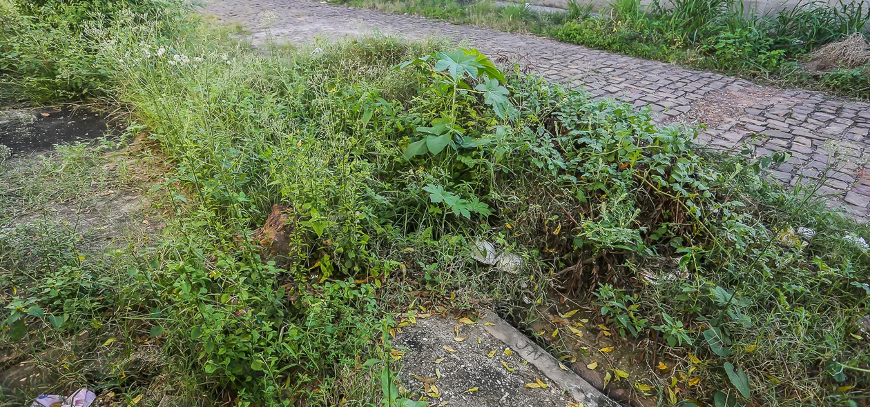Moradores denunciam mato acumulado no Esplanada do Uruguai