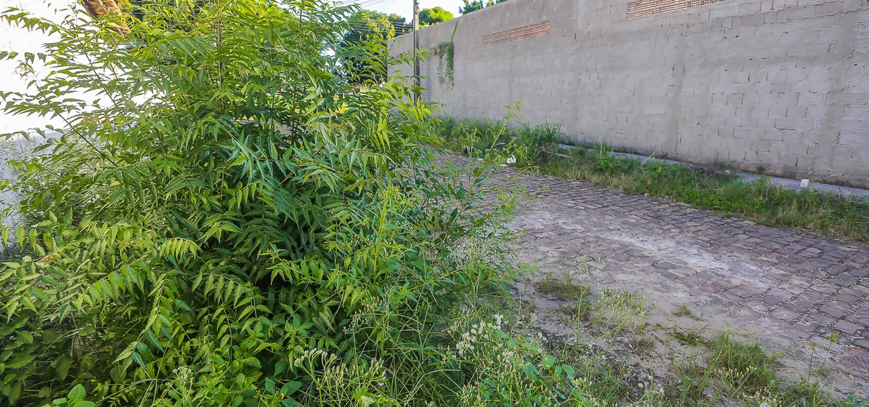 O mato já tomou conta das calçadas e se acumula em frente às residências