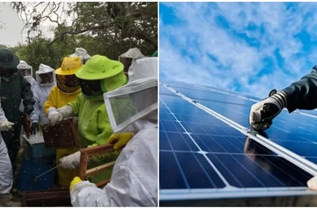 Prefeitura oferece cursos gratuitos de produção de abelhas rainhas e eletricista rural