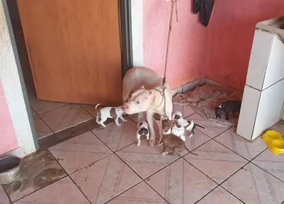 Vídeo chocante mostra homem pisando em cachorra no DF