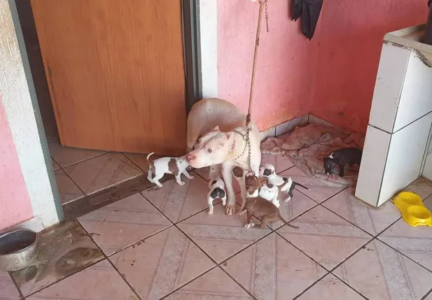 Vídeo chocante mostra homem pisando em cachorra no DF