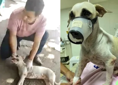 A cachorra Pandora foi adotada após ser salva