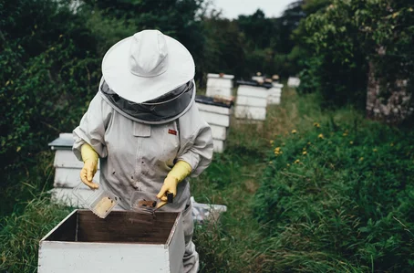 Apicultura para colher mel produzido por abelhas