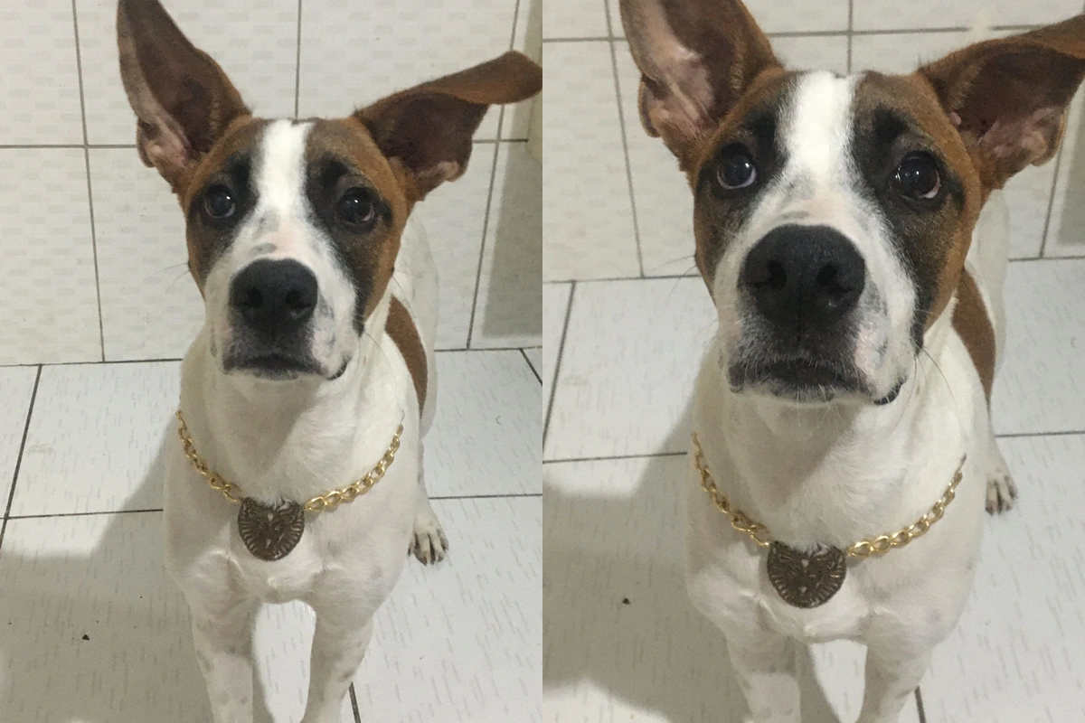 Cachorro desaparecido, Horus