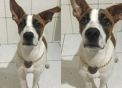 Cachorro desaparecido, Horus