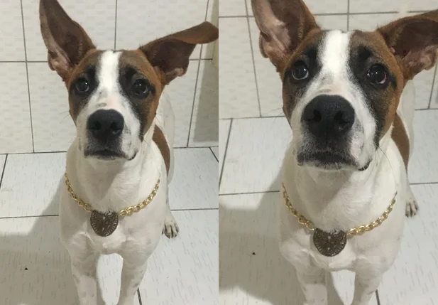 Cachorro desaparecido, Horus