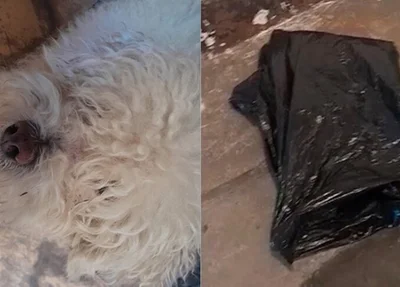 Cachorro devolvido em saco de lixo por petshop em Volta Redonda