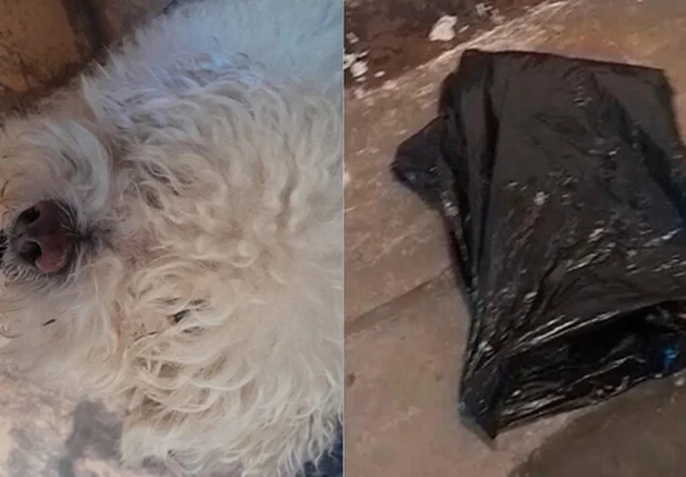 Cachorro devolvido em saco de lixo por petshop em Volta Redonda