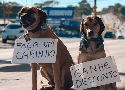 Cães foram adotados pela administração do posto de combustíveis