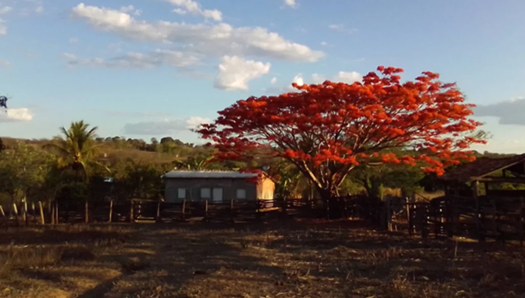 Concorrente na categoria paisagem rural