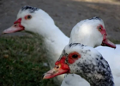 Criação de patos