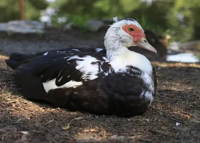 Doença foi registrada em pato
