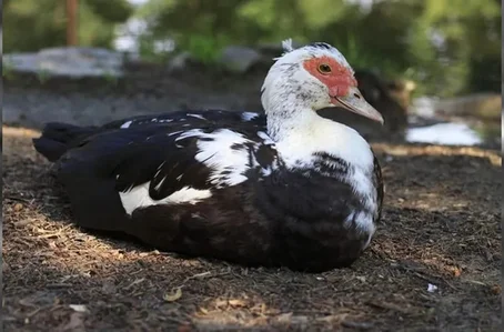 Doença foi registrada em pato