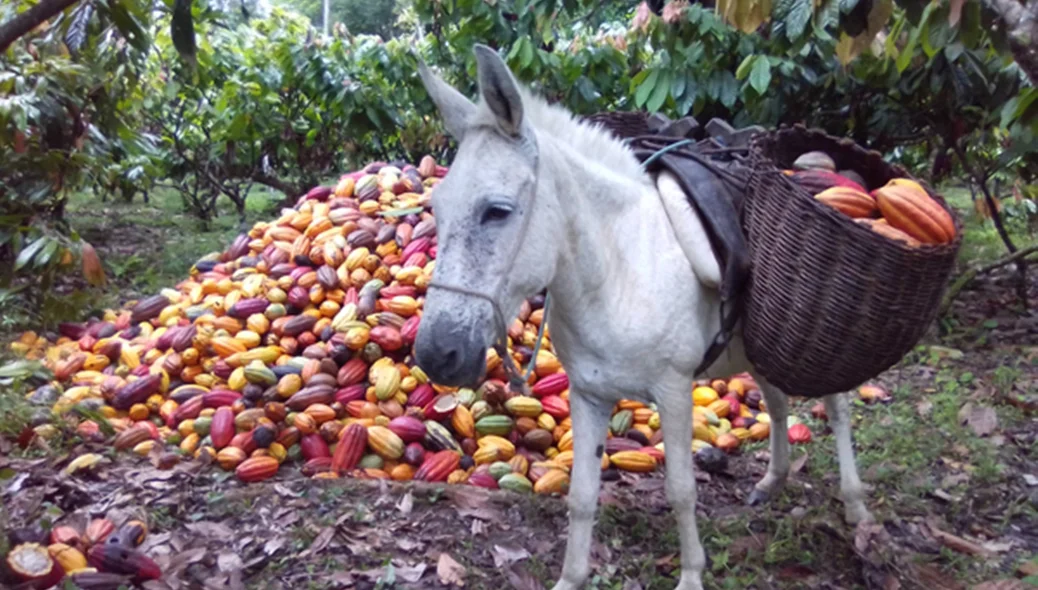 Fotografia concorrente na categoria paisagem rural