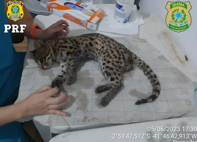 Gato-maracajá havia sido atropelado na BR 343 em Parnaíba