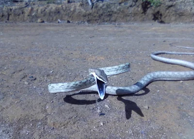 Imagem de cobra concorre aos prêmios