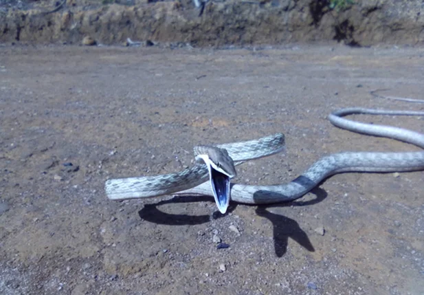 Imagem de cobra concorre aos prêmios