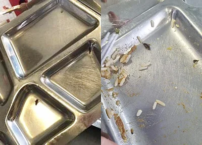 Insetos encontrados na comida do IFPI