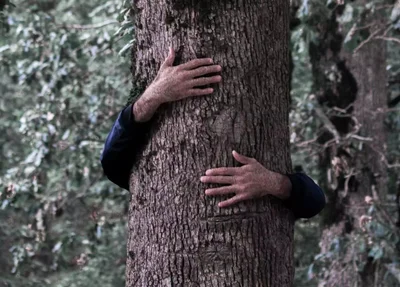 Pessoa abraçando árvore
