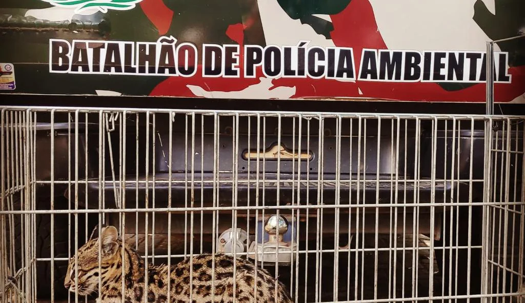 Políciais fazem o resgate de animais silvestres