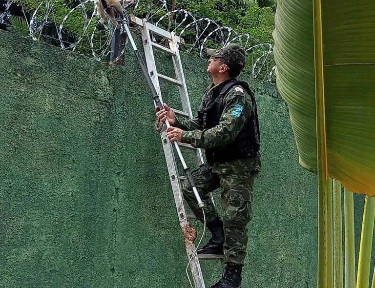 Políciais fazem o resgate de animais silvestres