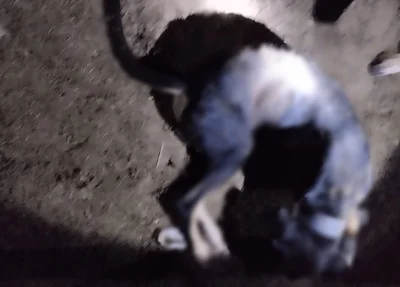 Animal foi morto com golpes de facão na cidade de Brasileira