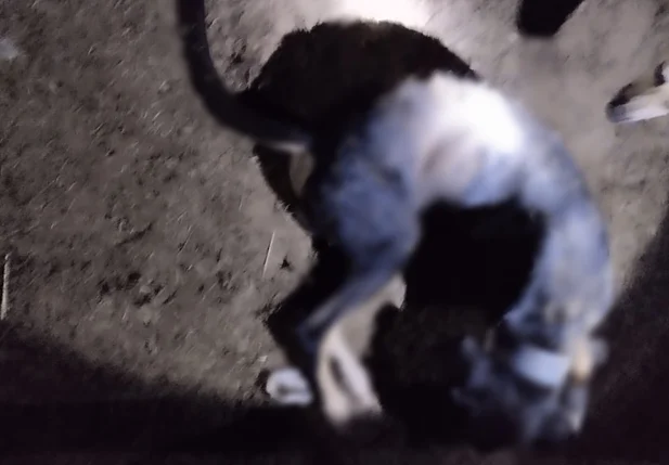 Animal foi morto com golpes de facão na cidade de Brasileira