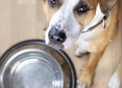 Apipa mantém quase 300 animais