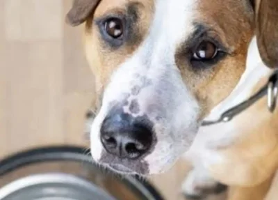 Apipa mantém quase 300 animais