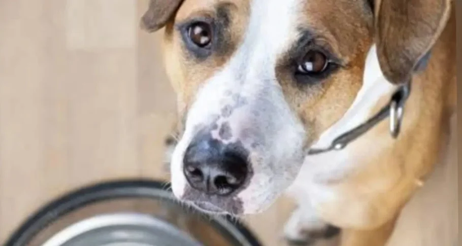 Apipa mantém quase 300 animais