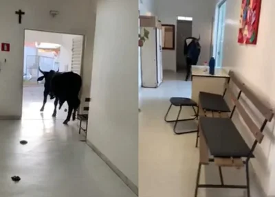 Boi invade Unidade de Saúde em Minas Gerais e deixa funcionários assustados