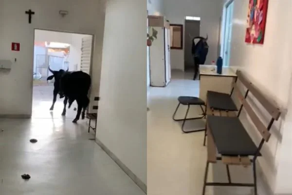 Boi invade Unidade de Saúde em Minas Gerais e deixa funcionários assustados