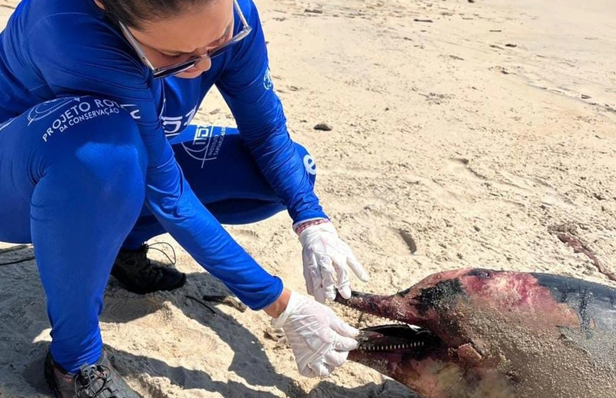 Boto cinza encontrado encalhado na praia Pedra do Sal
